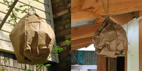 paper bag fake wasp nest|plastic wasp nesting baggy.